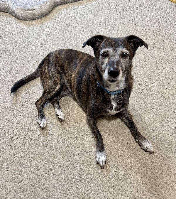 Enlarge Zoe, a Adoptable mixed breed in Austin, TX image 1/4