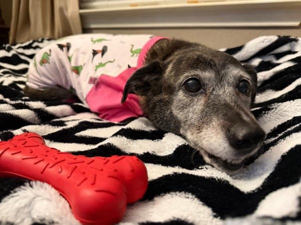 Enlarge Zoe, a Adoptable mixed breed in Austin, TX image 2/4