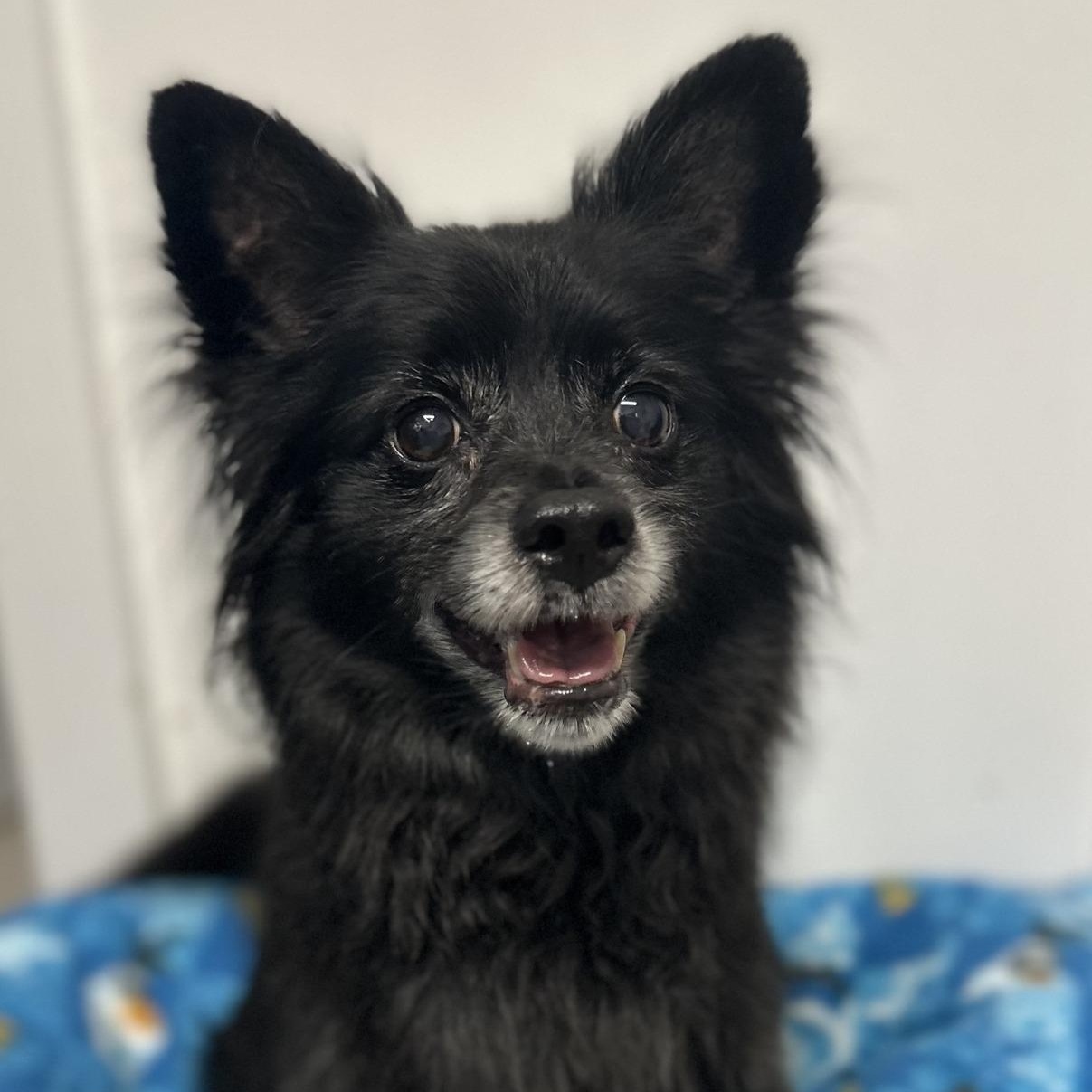 Enlarge Bear, a Adopted Schipperke in Old Lyme, CT image 1/2
