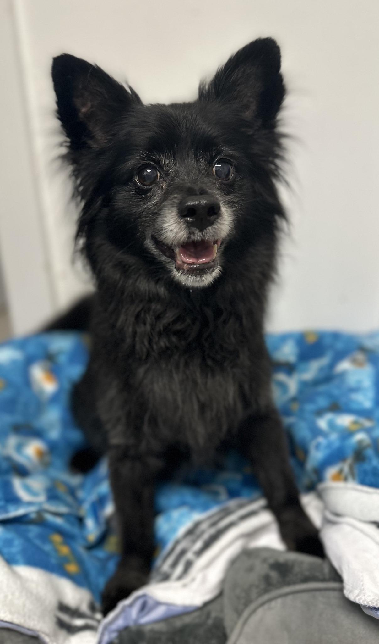 Enlarge Bear, a Adopted Schipperke in Old Lyme, CT image 2/2