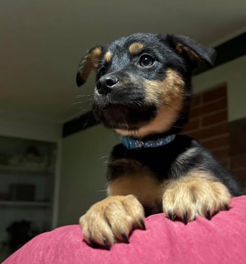 Enlarge Rosalina, a ADOPTABLE Mixed Breed in Kenosha, WI image 4/6