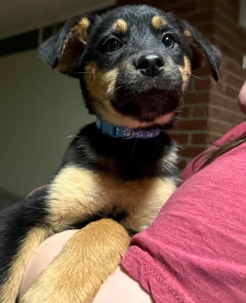 Enlarge Rosalina, a ADOPTABLE Mixed Breed in Kenosha, WI image 5/6