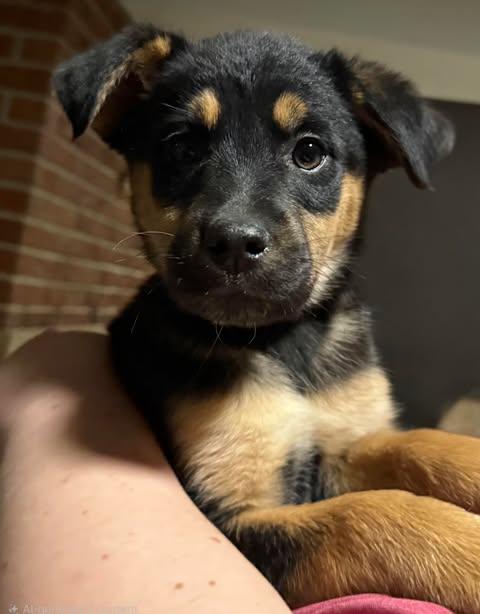 Enlarge Rosalina, a ADOPTABLE Mixed Breed in Kenosha, WI image 1/6