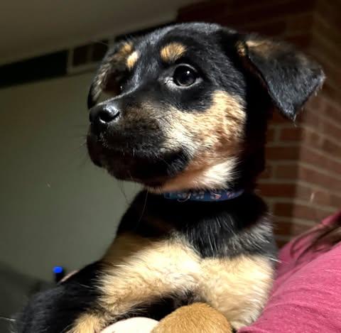 Enlarge Rosalina, a ADOPTABLE Mixed Breed in Kenosha, WI image 6/6