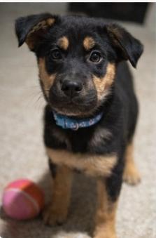 Enlarge Rosalina, a ADOPTABLE Mixed Breed in Kenosha, WI image 2/6