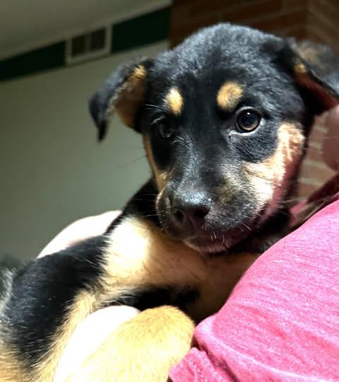 Enlarge Rosalina, a ADOPTABLE Mixed Breed in Kenosha, WI image 3/6