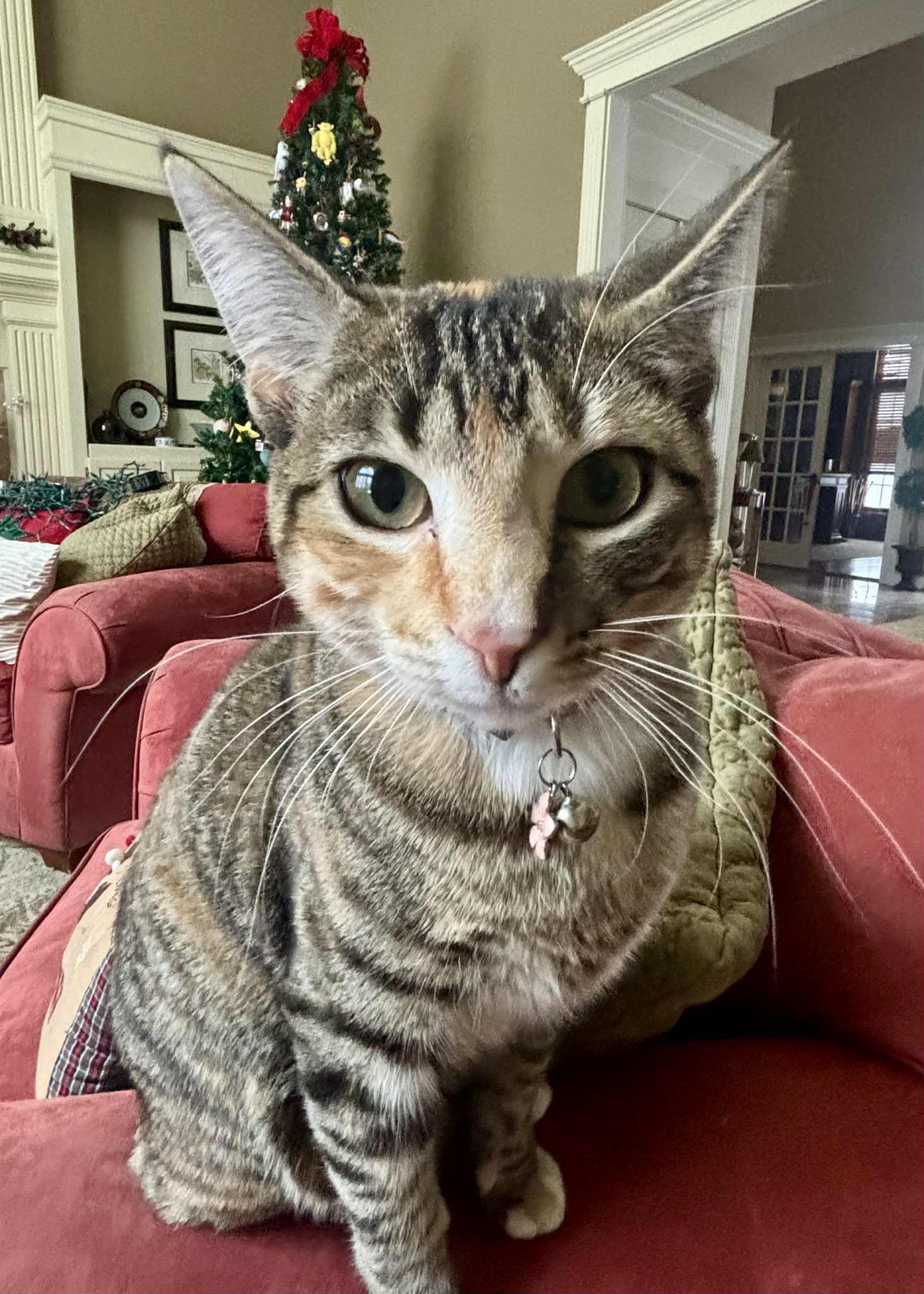 Enlarge Charm, a Adoptable Domestic Short Hair in Overland Park, KS image 1/5