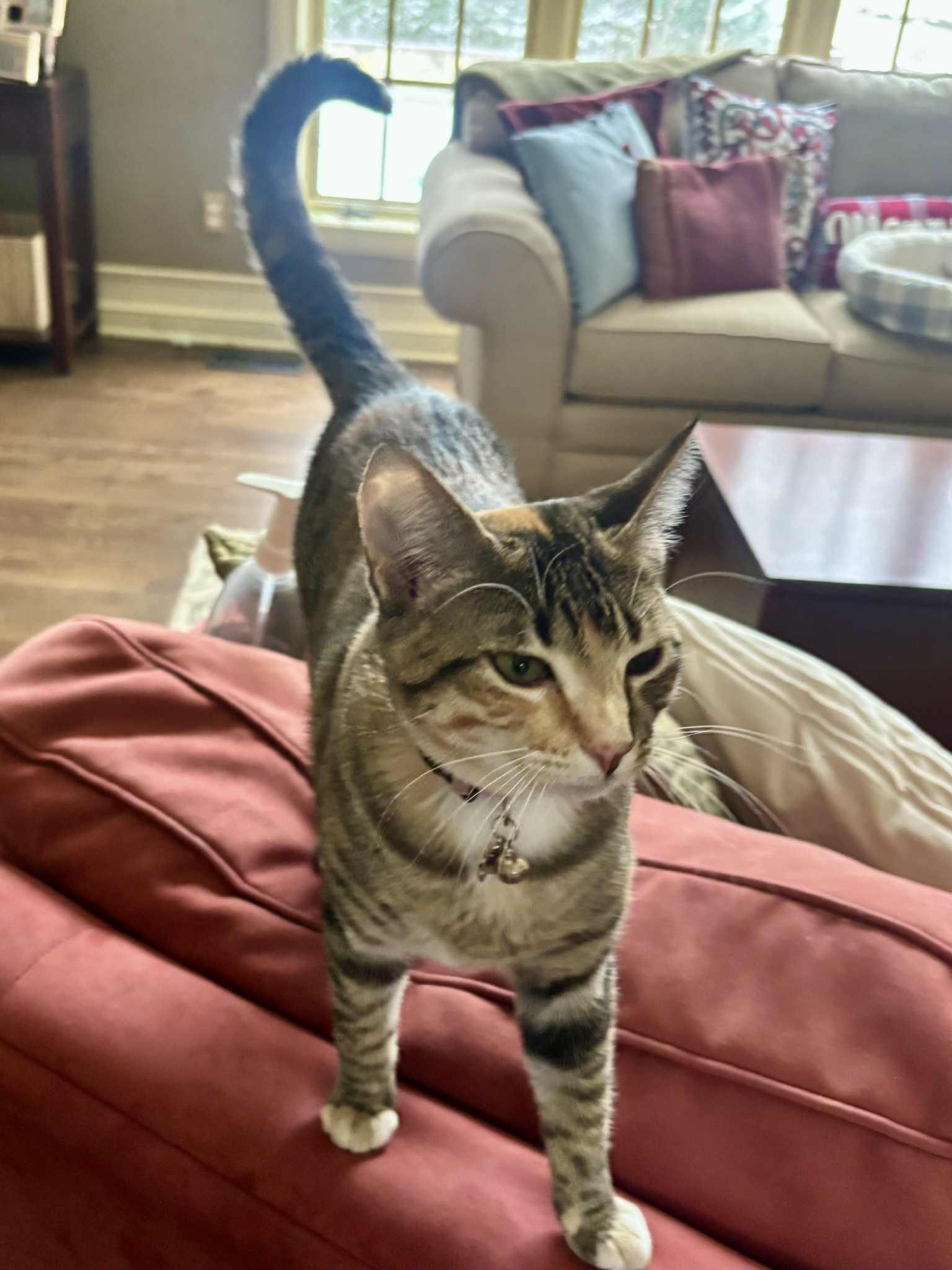 Enlarge Charm, a Adoptable Domestic Short Hair in Overland Park, KS image 2/5