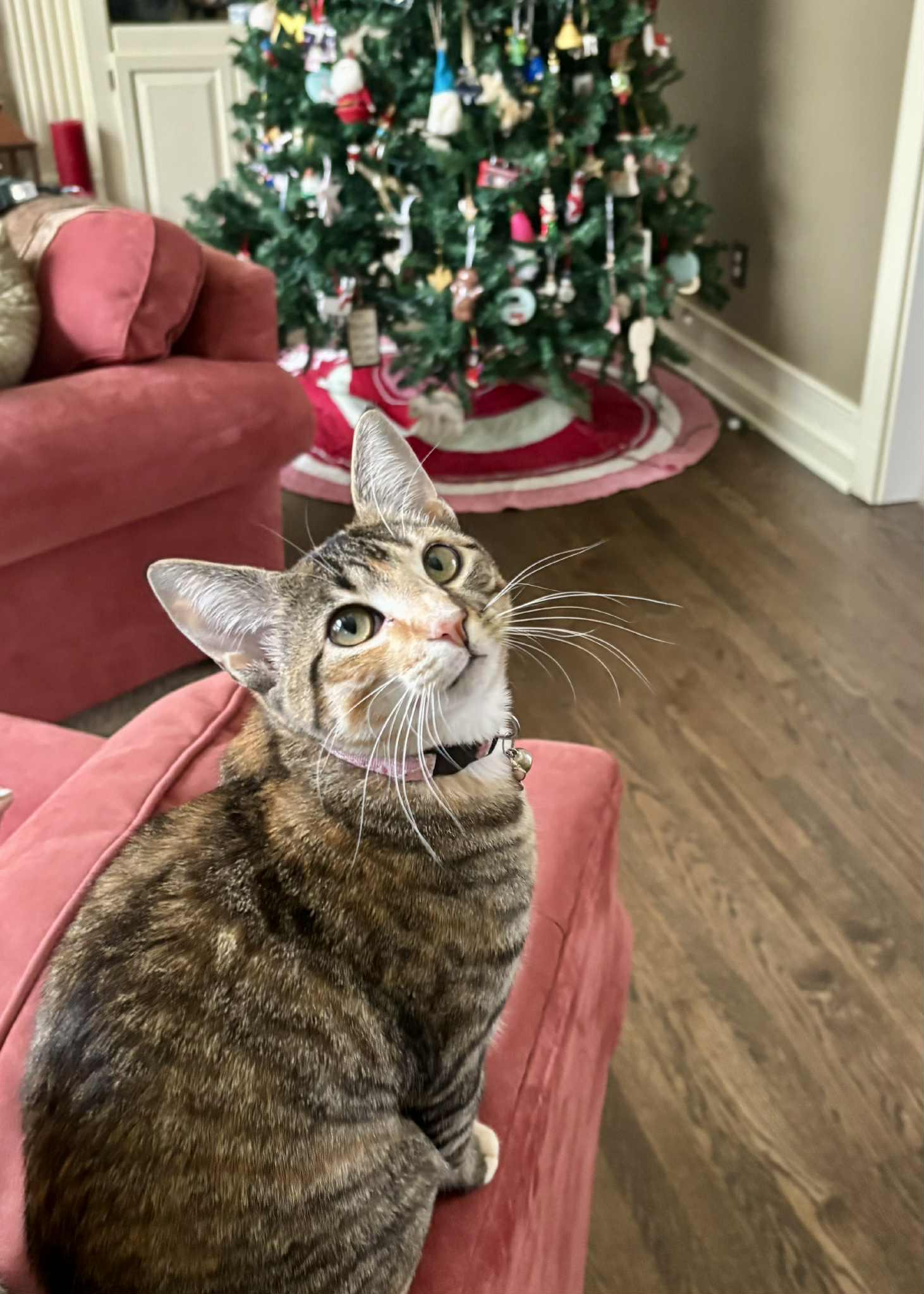 Enlarge Charm, a Adoptable Domestic Short Hair in Overland Park, KS image 3/5