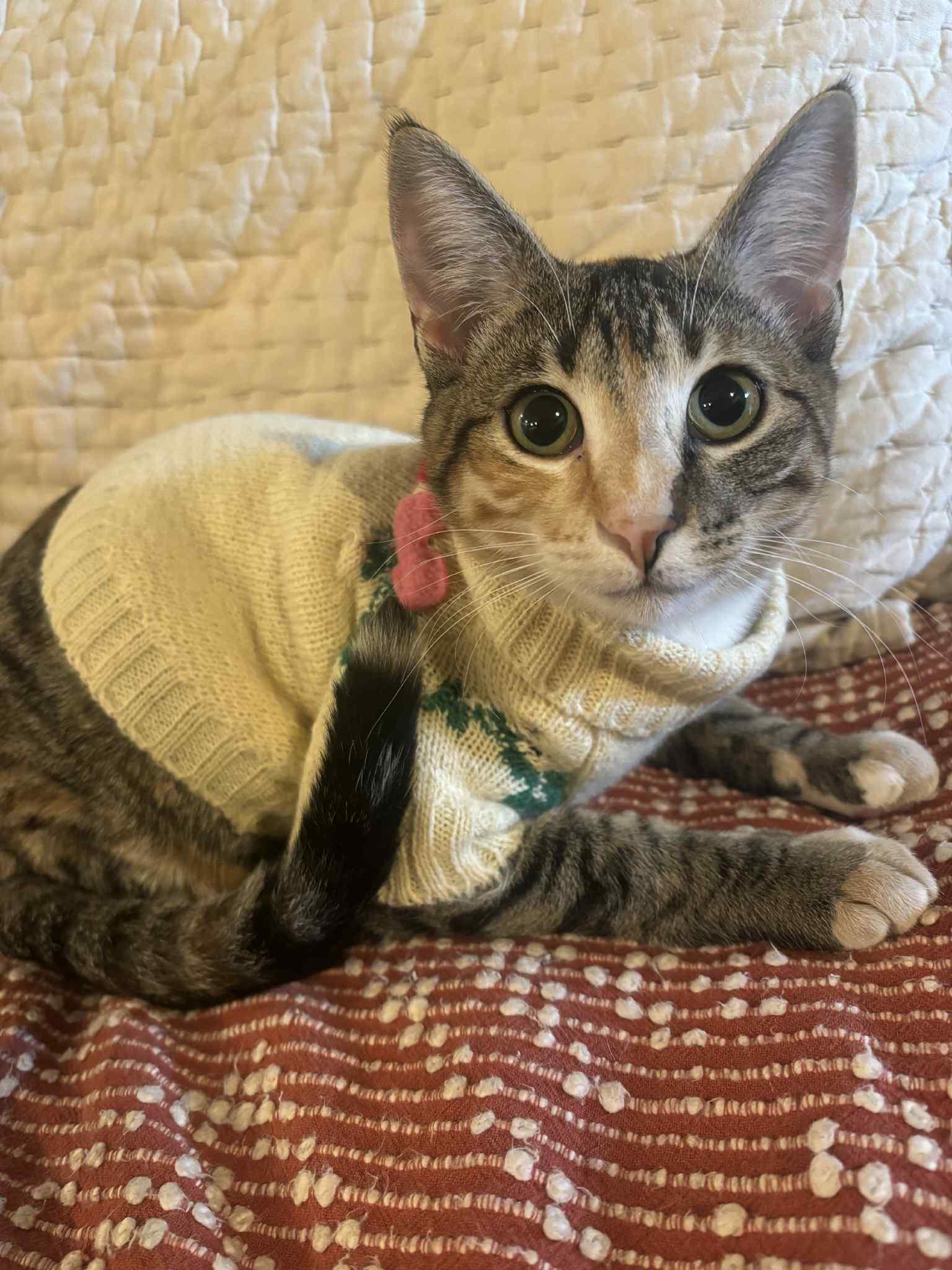 Enlarge Charm, a Adoptable Domestic Short Hair in Overland Park, KS image 4/5