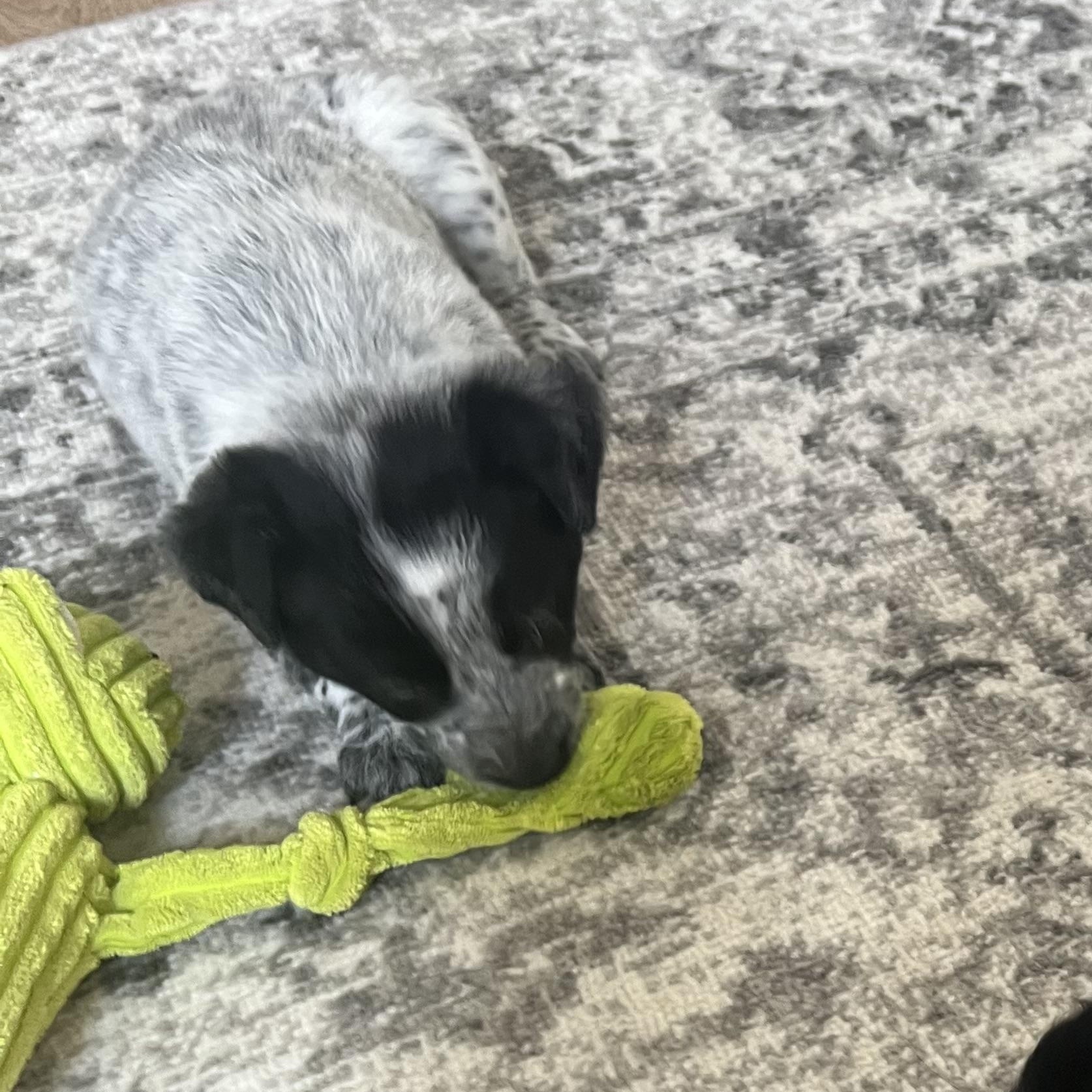 Enlarge Louie, an adoptable Cattle Dog in Phoenix, AZ image 3/3