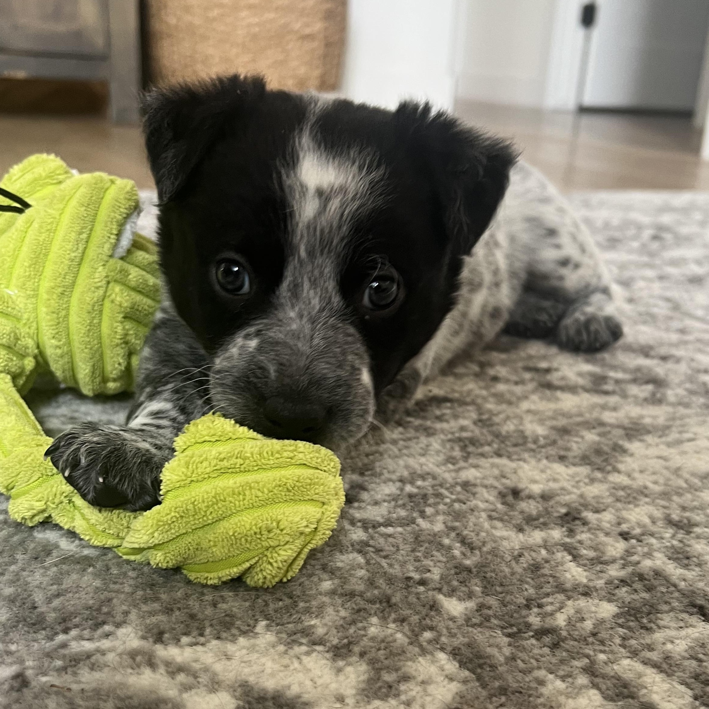 Louie, adoptable, Puppy Male Cattle Dog.