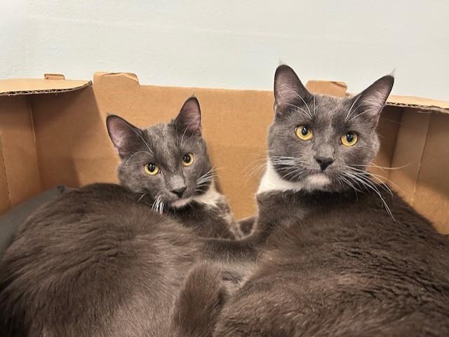Doc & Marty, a ADOPTABLE Domestic Short Hair in Chicago, IL image 2/4