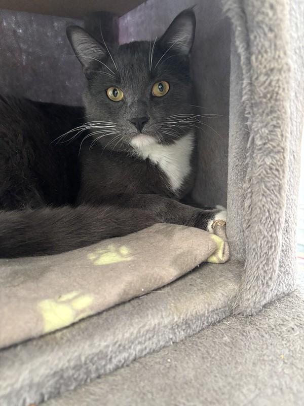 Doc & Marty, a ADOPTABLE Domestic Short Hair in Chicago, IL image 3/4