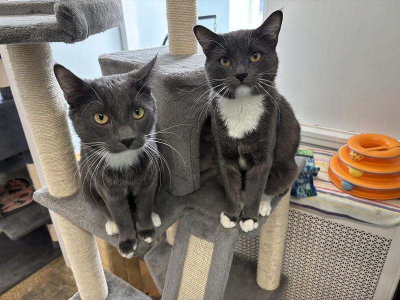Doc & Marty, a ADOPTABLE Domestic Short Hair in Chicago, IL image 1/4