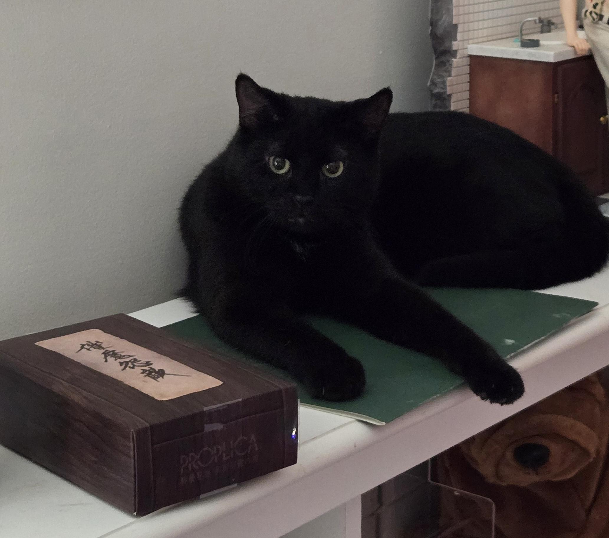 Buzz, a Adoptable Domestic Short Hair in Thurmont, MD image 1/4