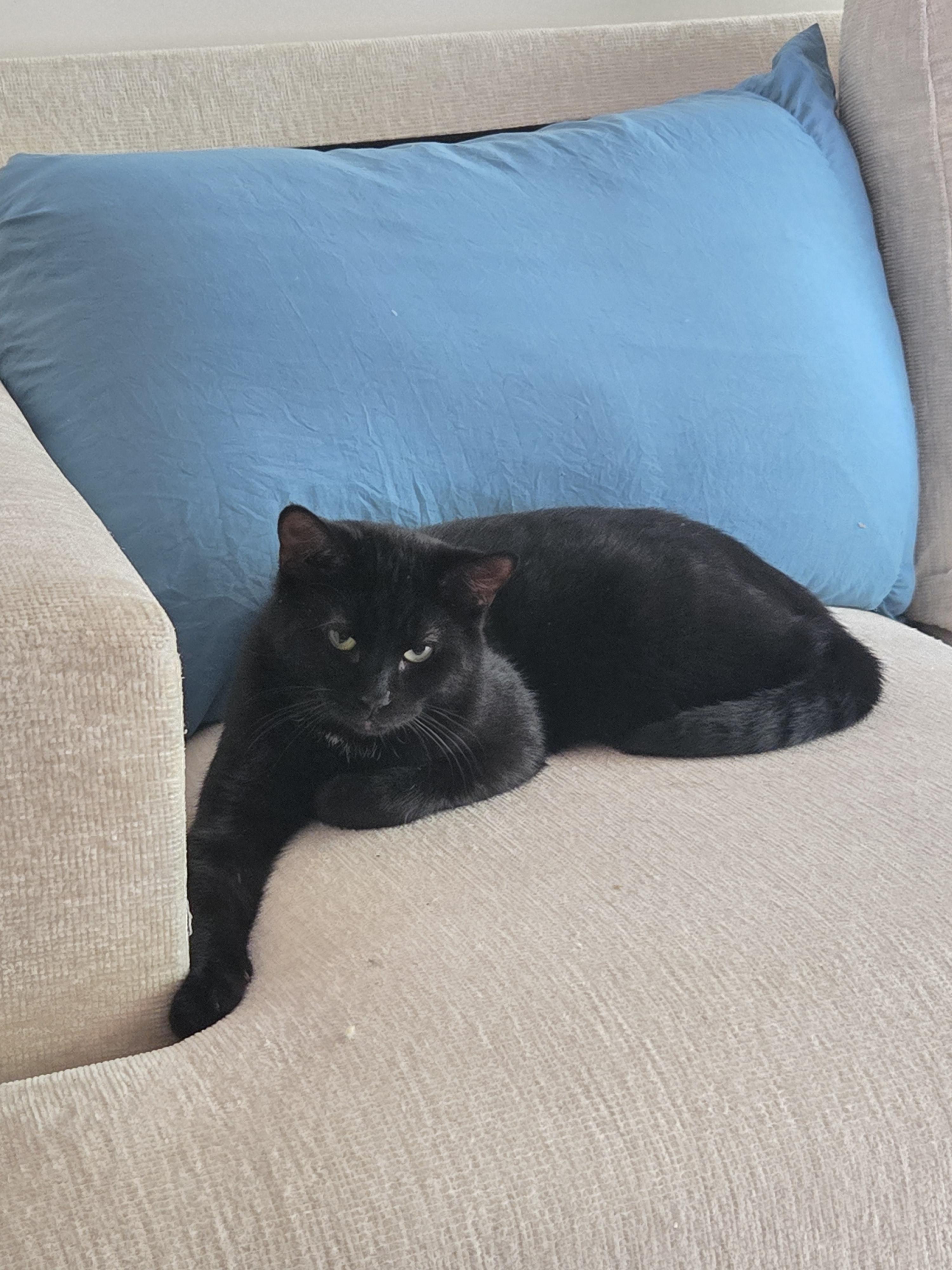 Buzz, a Adoptable Domestic Short Hair in Thurmont, MD image 2/4