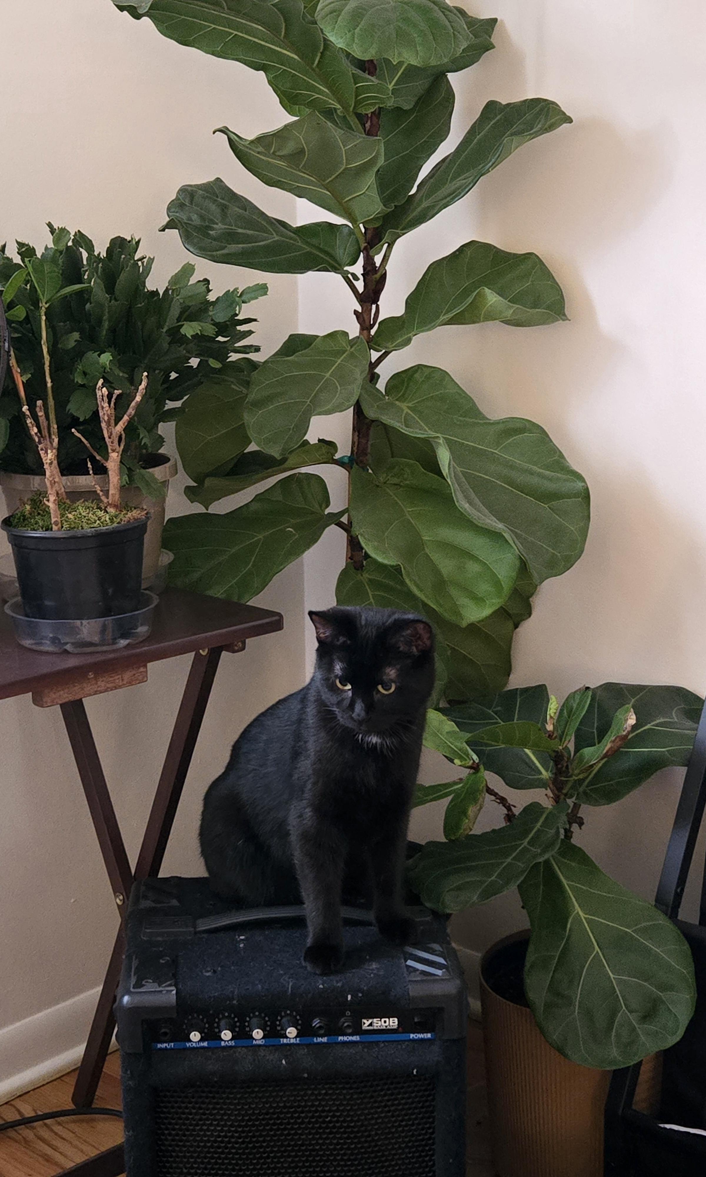 Buzz, a Adoptable Domestic Short Hair in Thurmont, MD image 3/4