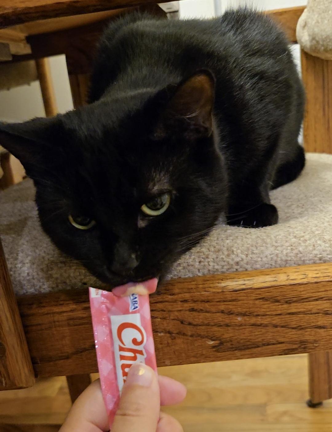 Buzz, a Adoptable Domestic Short Hair in Thurmont, MD image 4/4