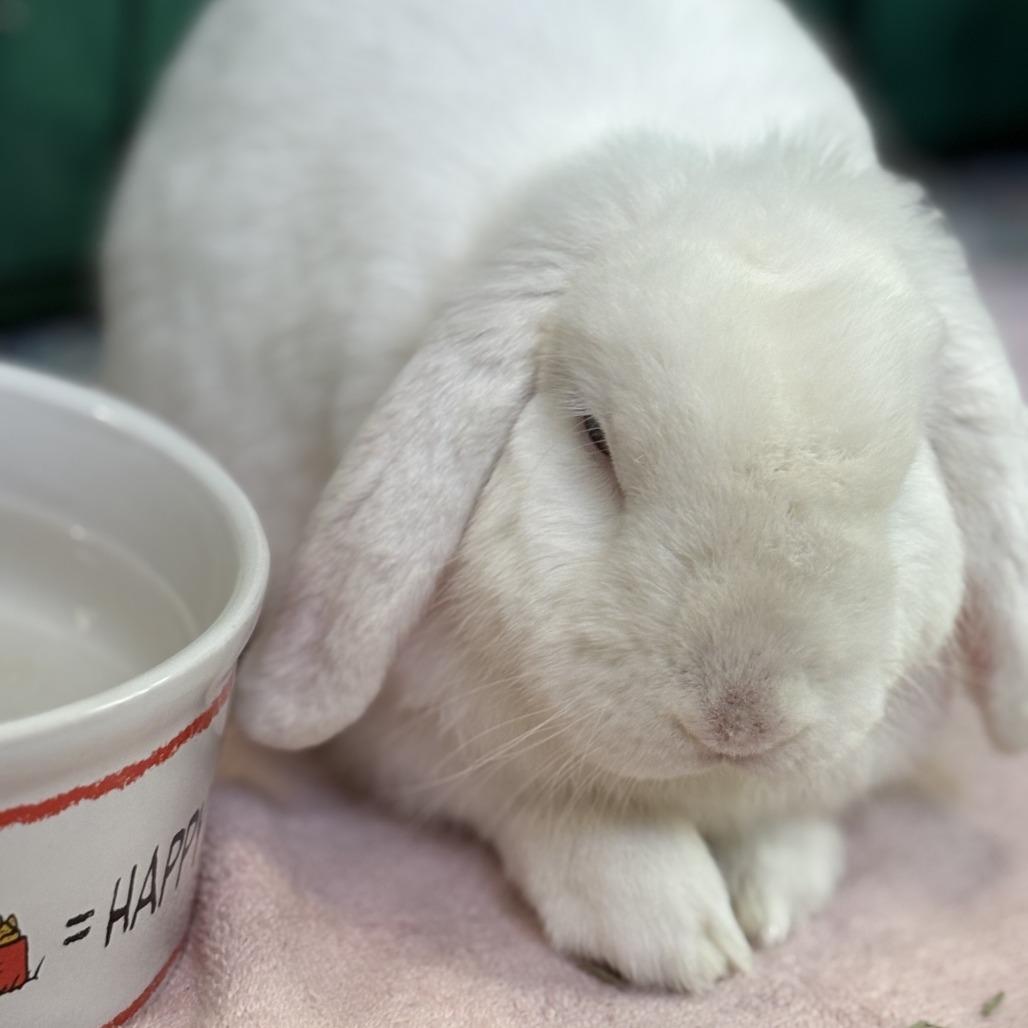 Enlarge Peeps, a Adoptable Holland Lop in Bedford, NH image 1/2