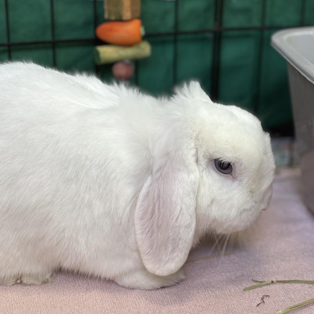 Enlarge Peeps, a Adoptable Holland Lop in Bedford, NH image 2/2