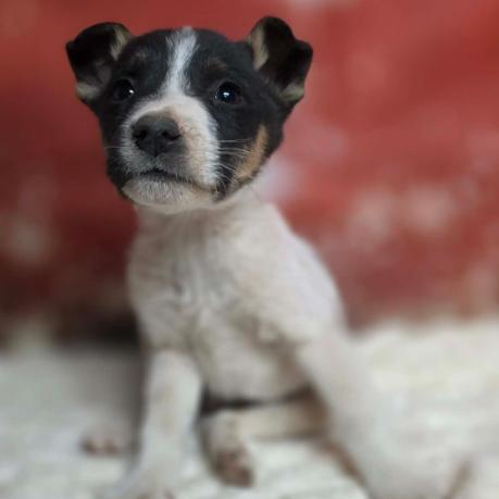 Enlarge Caleb, a Adoptable mixed breed in Fort Collins, CO image 1/2