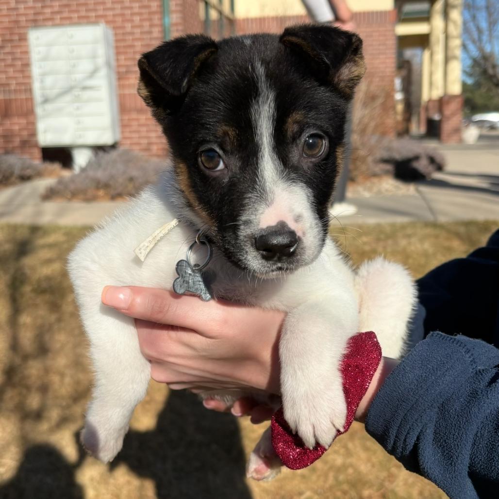 Enlarge Caleb, a Adoptable mixed breed in Fort Collins, CO image 2/2