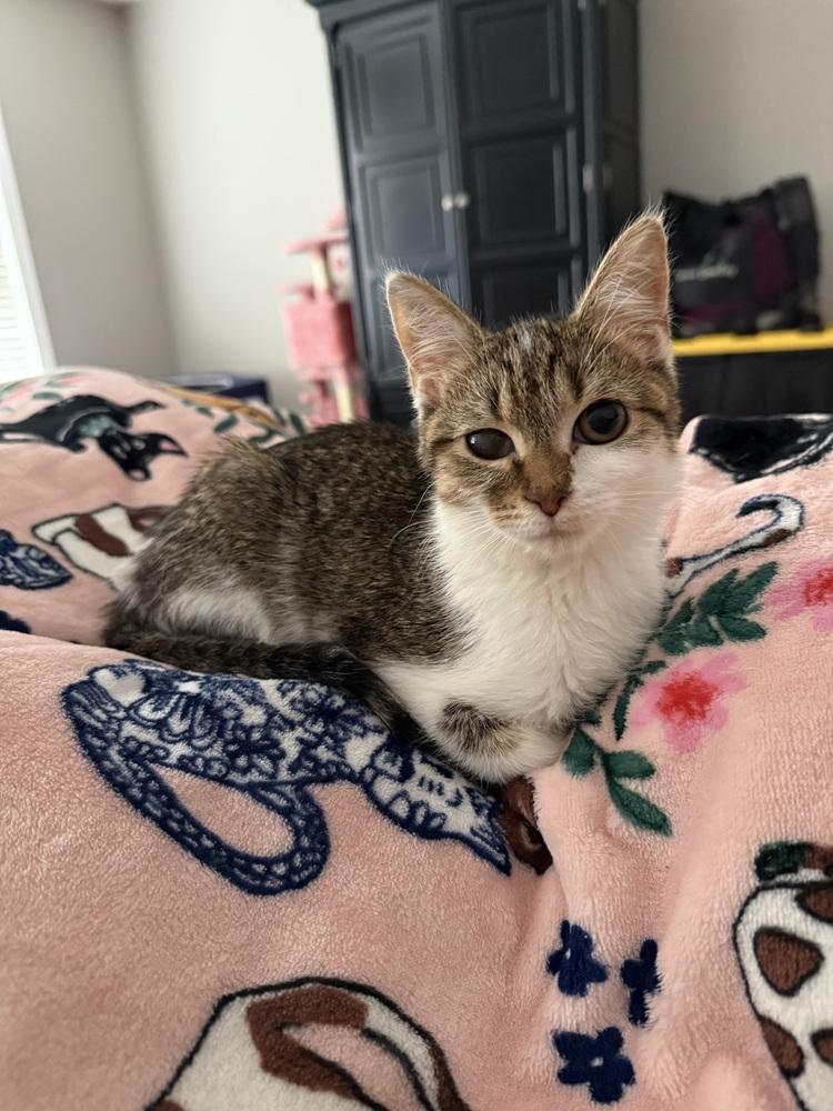 Inez, Adoptable, Kitten Female Tabby.