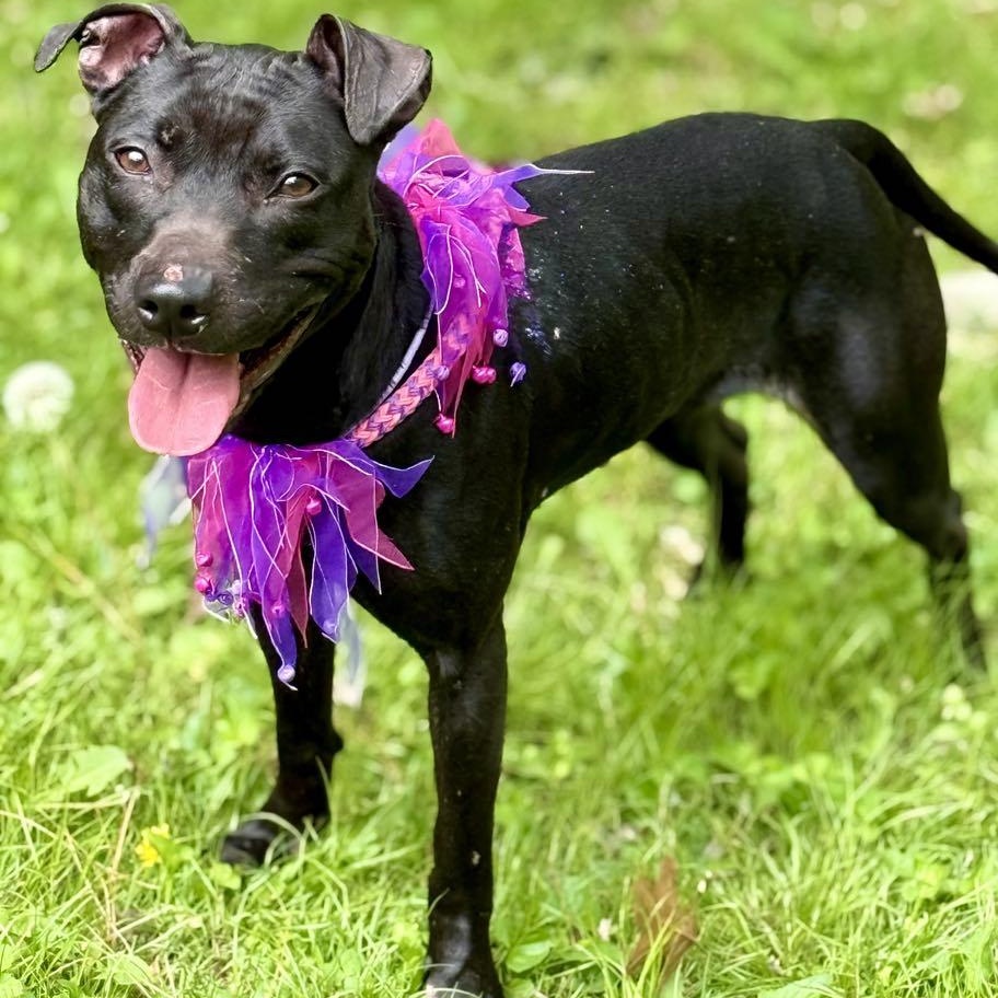 Sammy