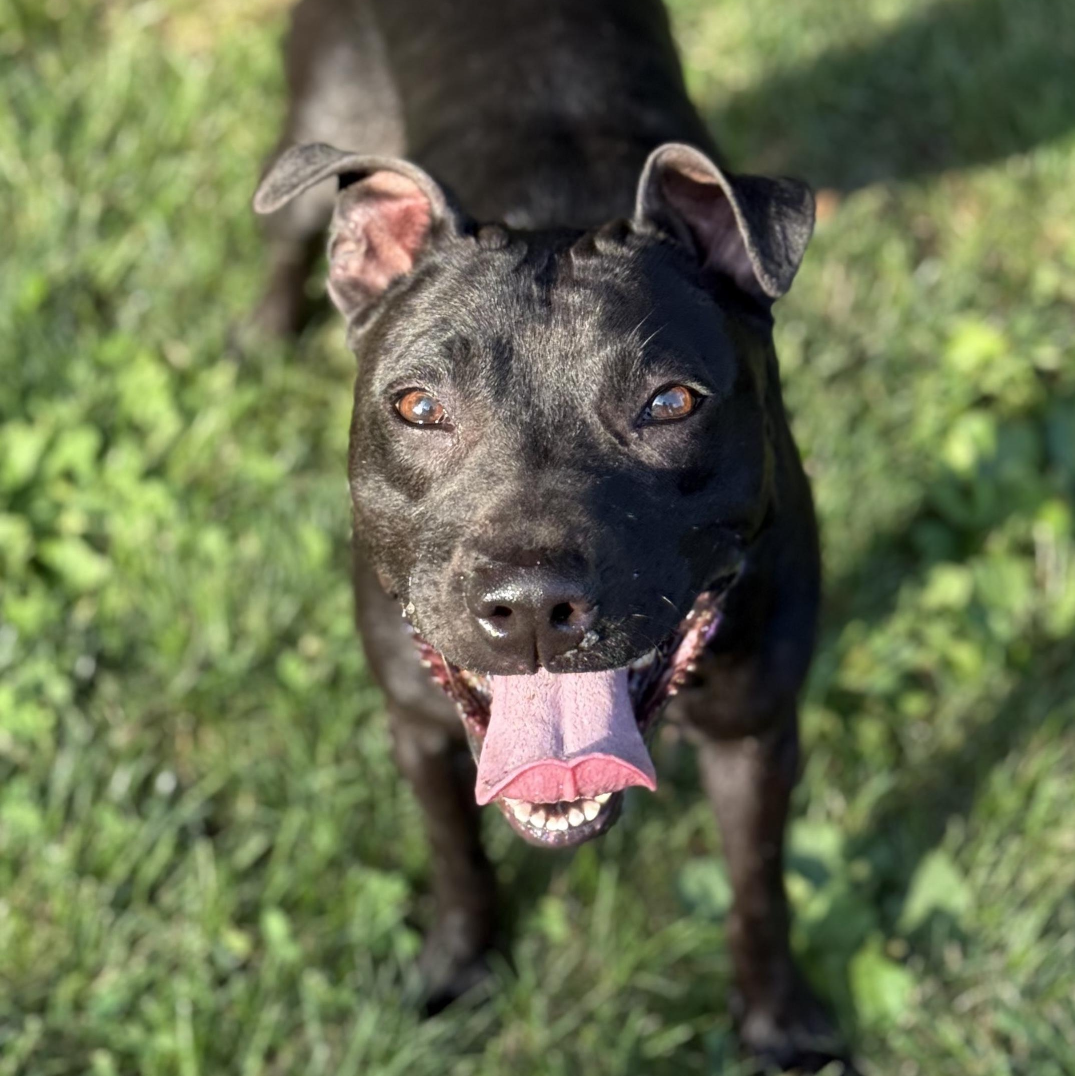 Enlarge Sammy, a Adoptable Mixed Breed in Cranford, NJ image 3/6