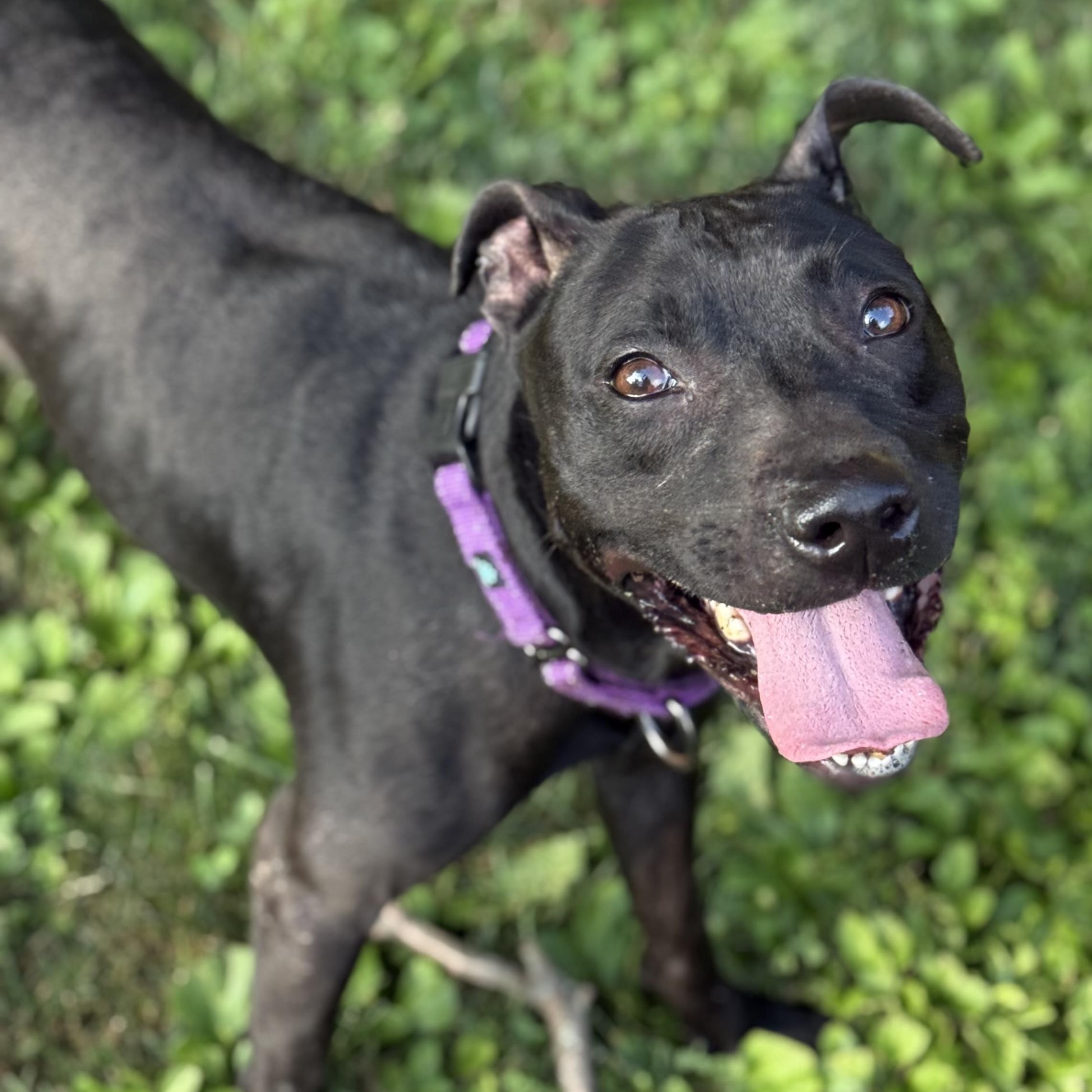 Enlarge Sammy, a Adoptable Mixed Breed in Cranford, NJ image 2/6