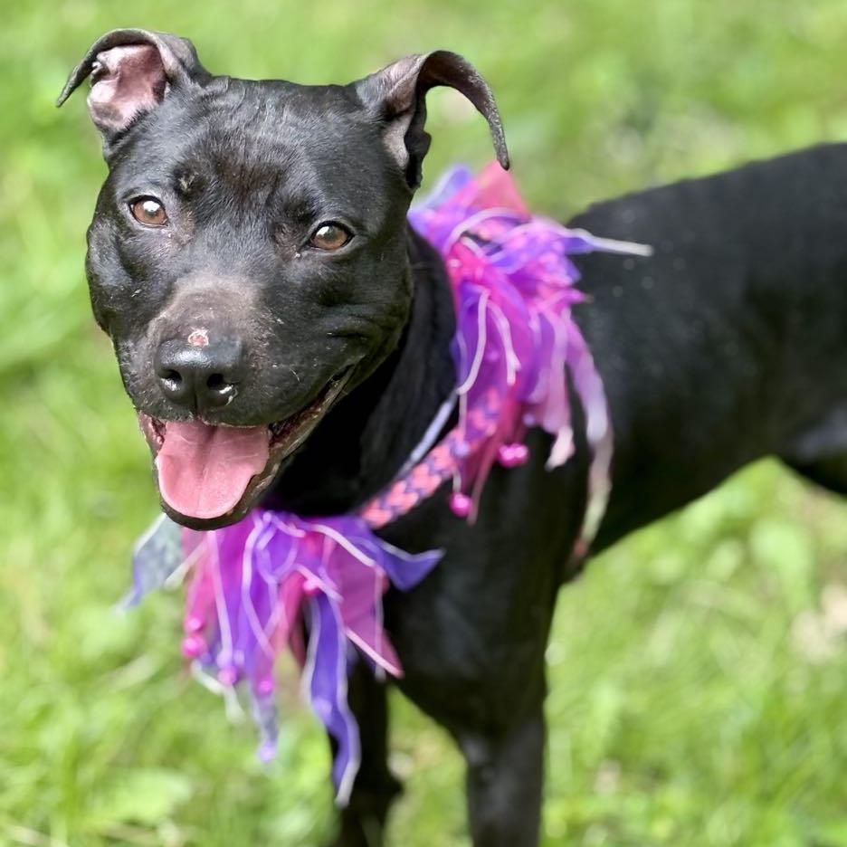Enlarge Sammy, a Adoptable Mixed Breed in Cranford, NJ image 4/6