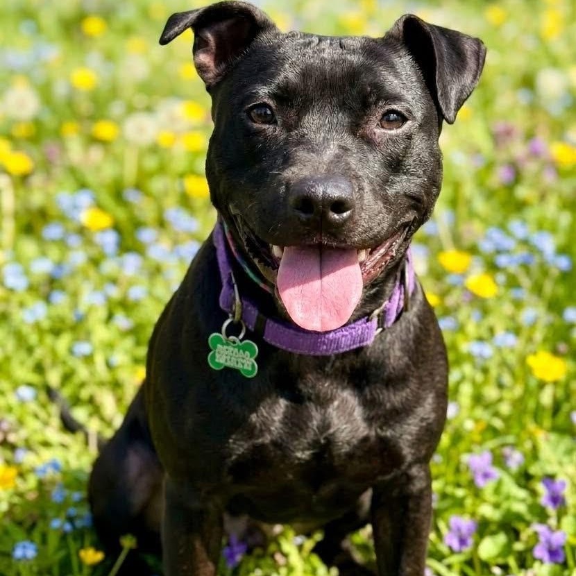 Sammy, Adoptable, Young Female Mixed Breed.