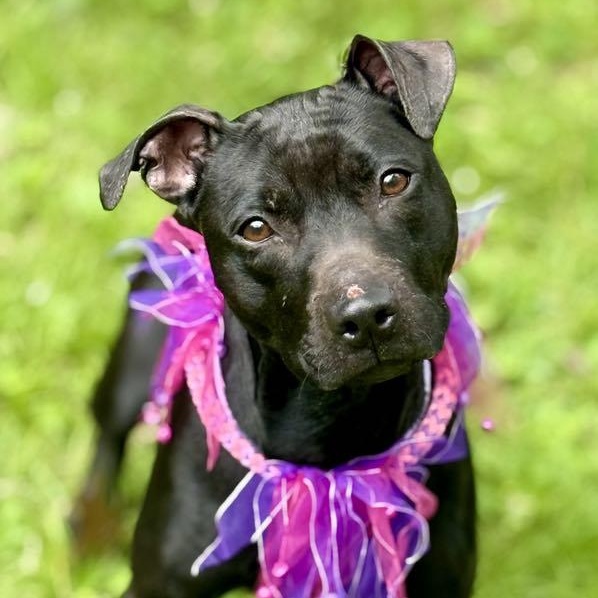 Enlarge Sammy, a Adoptable Mixed Breed in Cranford, NJ image 5/6