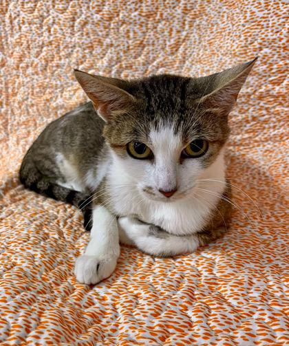 Star, Adoptable, Adult Female Domestic Short Hair & Domestic Short Hair.