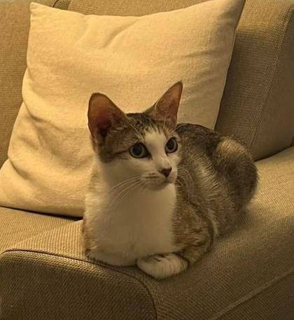 Star, Adoptable, Adult Female Domestic Short Hair & Domestic Short Hair.