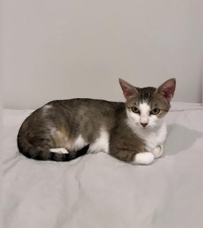 Star, a Adoptable mixed breed in Morton Grove, IL image 3/3
