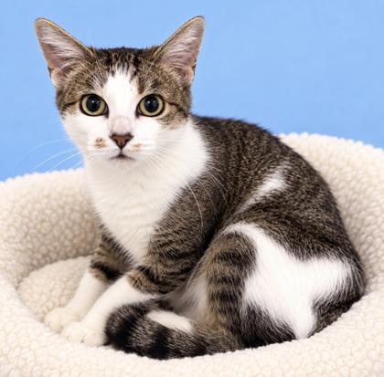 Enlarge Star, a Adoptable mixed breed in Morton Grove, IL image 2/2