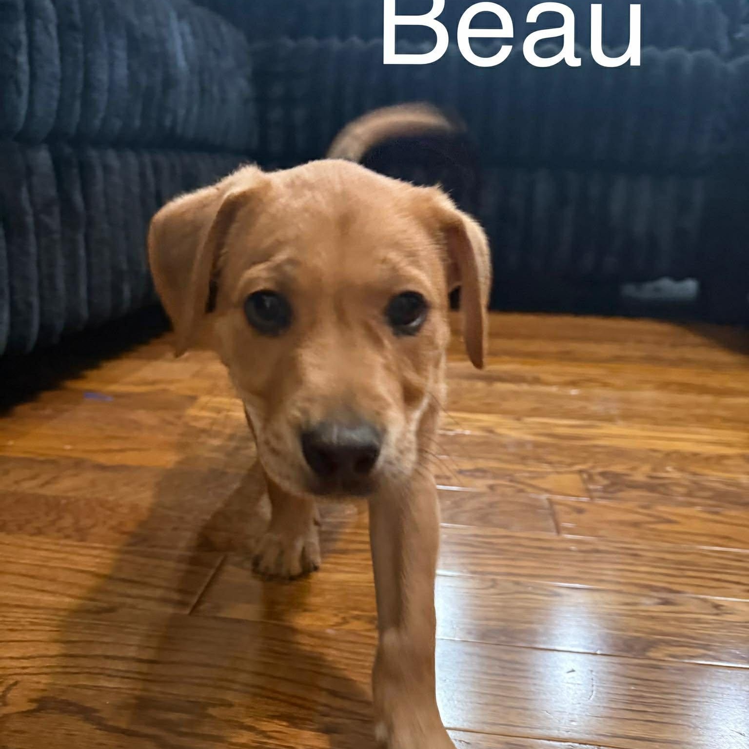 Beau Cs , ADOPTABLE, Puppy Male Labrador Retriever.