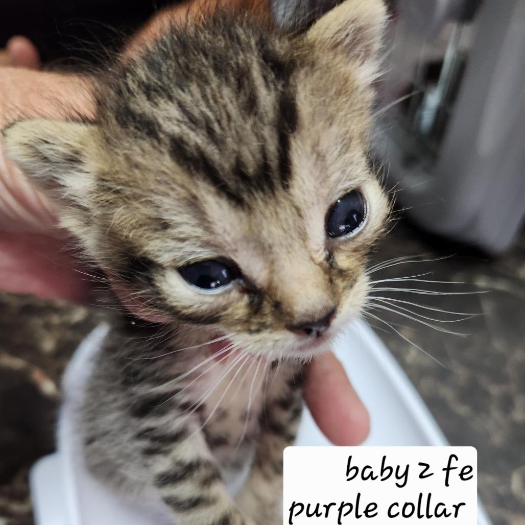 Enlarge B-Speckles, a Adoptable Domestic Short Hair in Arizona City, AZ image 1/4