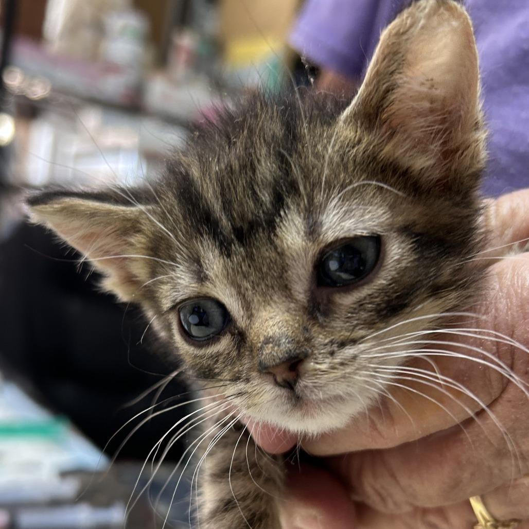 Enlarge B-Speckles, a Adoptable Domestic Short Hair in Arizona City, AZ image 2/4