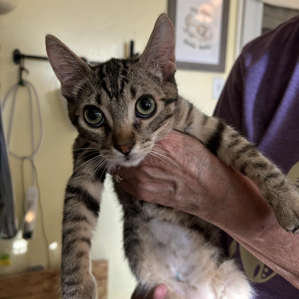 Enlarge B-Speckles, a Adoptable Domestic Short Hair in Arizona City, AZ image 3/4