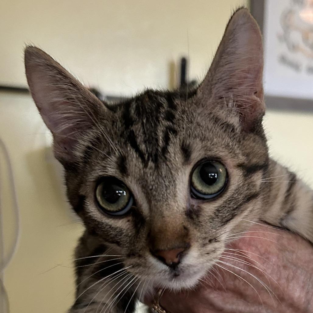 Enlarge B-Speckles, a Adoptable Domestic Short Hair in Arizona City, AZ image 4/4
