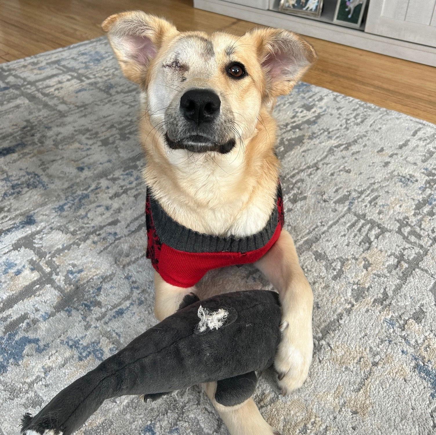 Cheney, Adopted, Adult Female Golden Retriever.