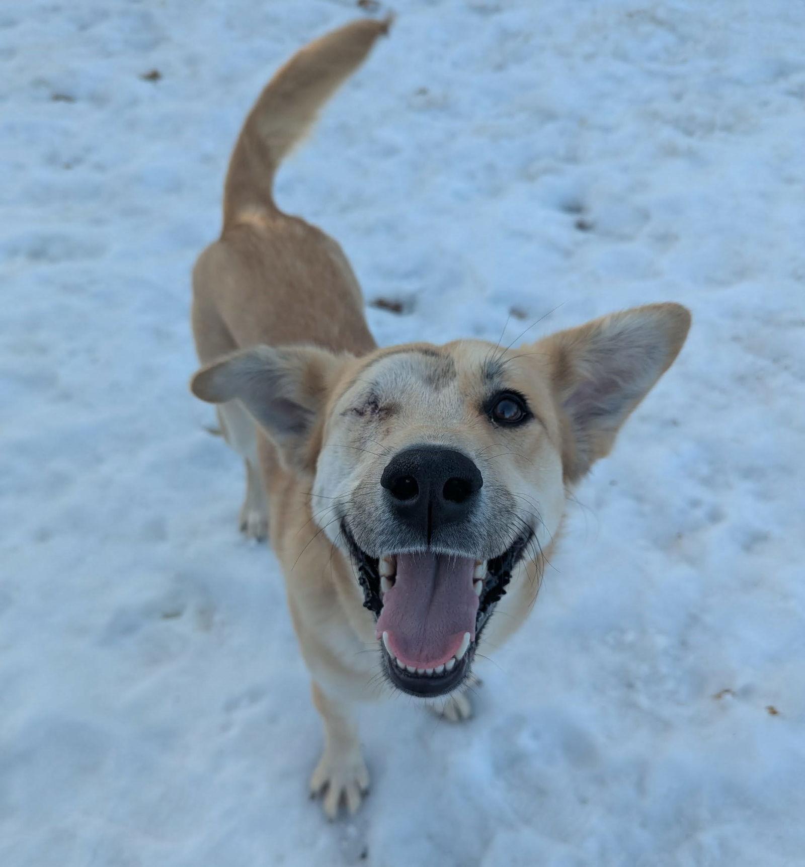 Enlarge Cheney, a Adopted Golden Retriever in Brooklyn Center, MN image 2/3
