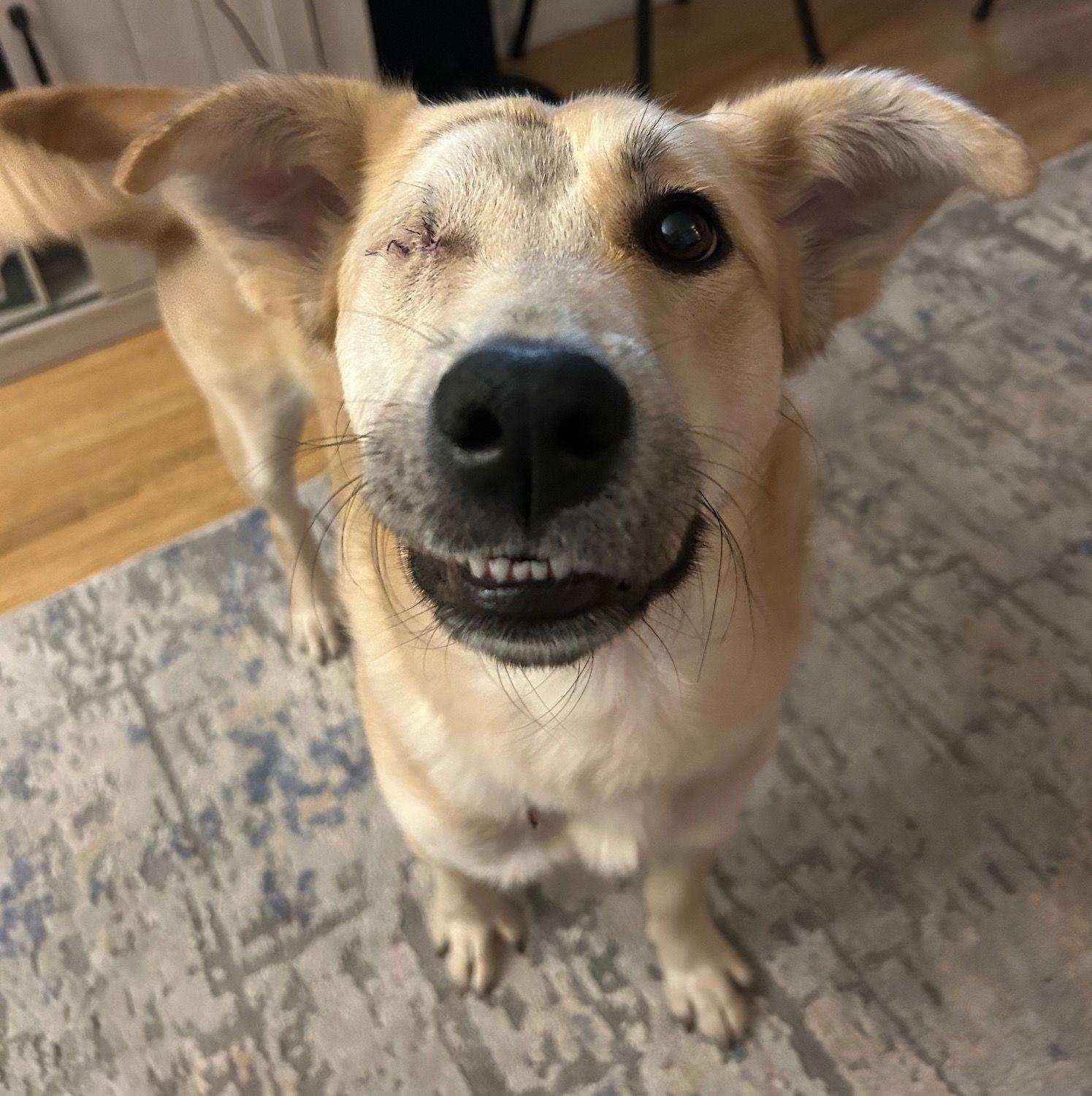 Enlarge Cheney, a Adopted Golden Retriever in Brooklyn Center, MN image 3/3