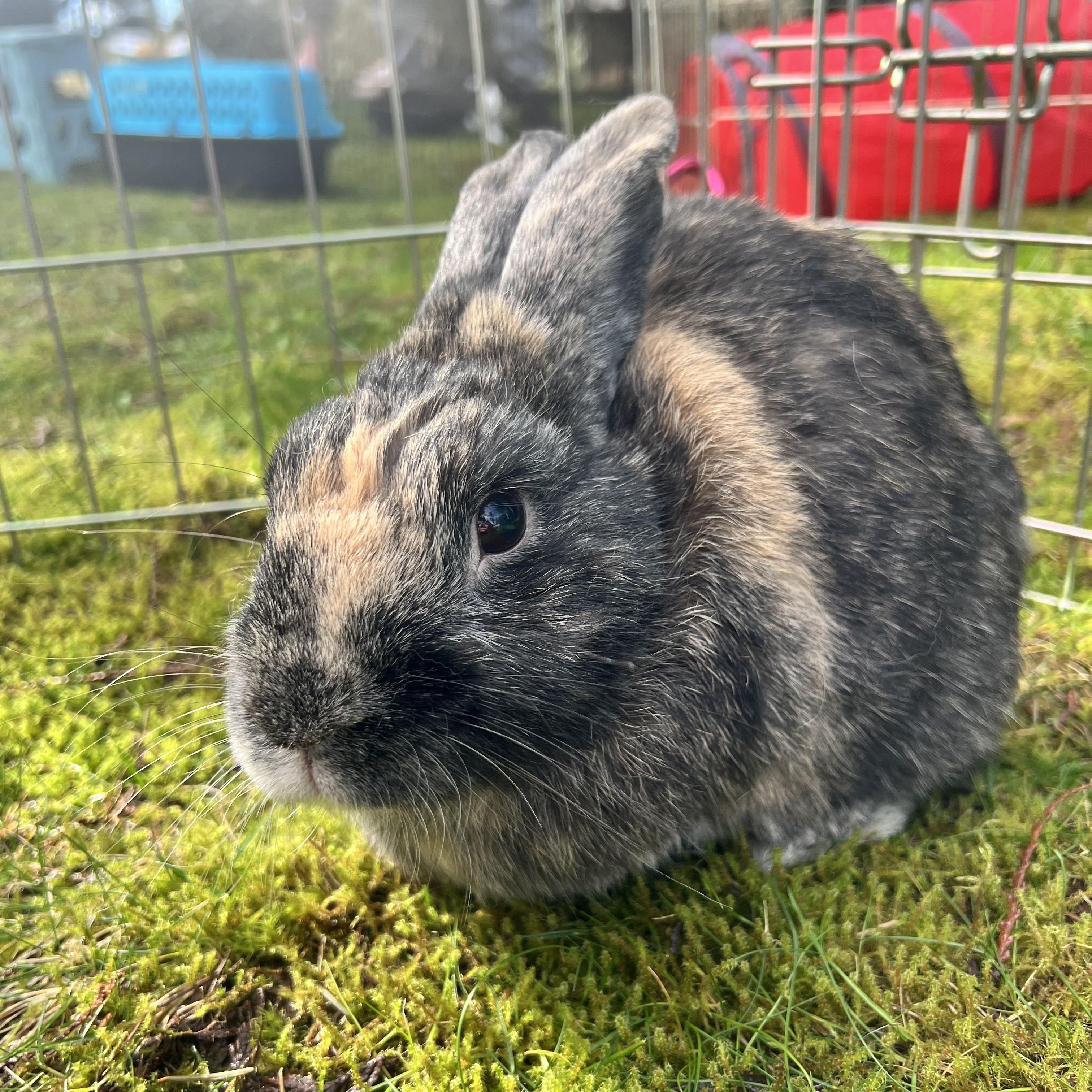 Enlarge Remy LeBun, a ADOPTABLE Bunny Rabbit in Ferndale, WA image 6/6