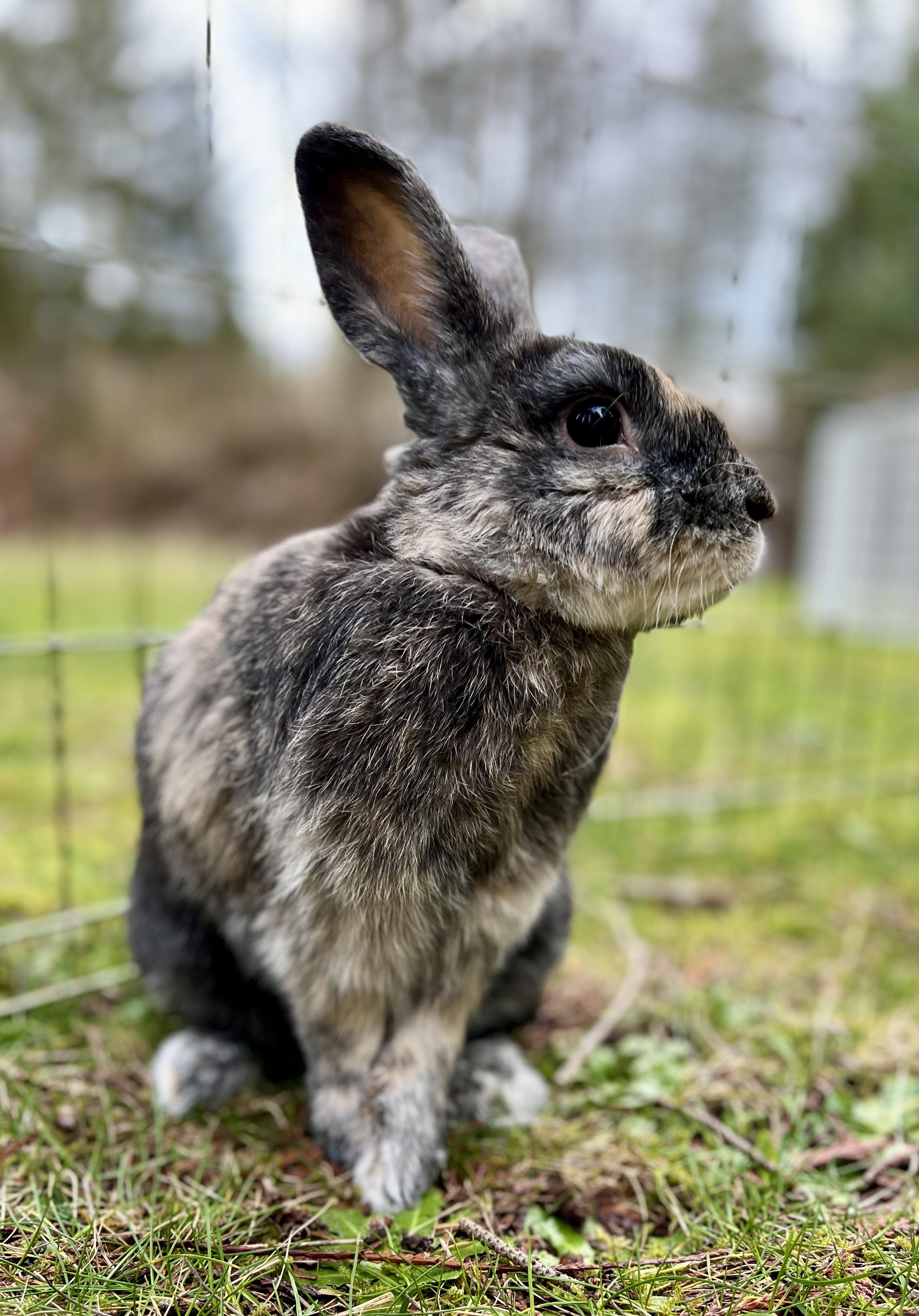 Enlarge Remy LeBun, a ADOPTABLE Bunny Rabbit in Ferndale, WA image 1/6