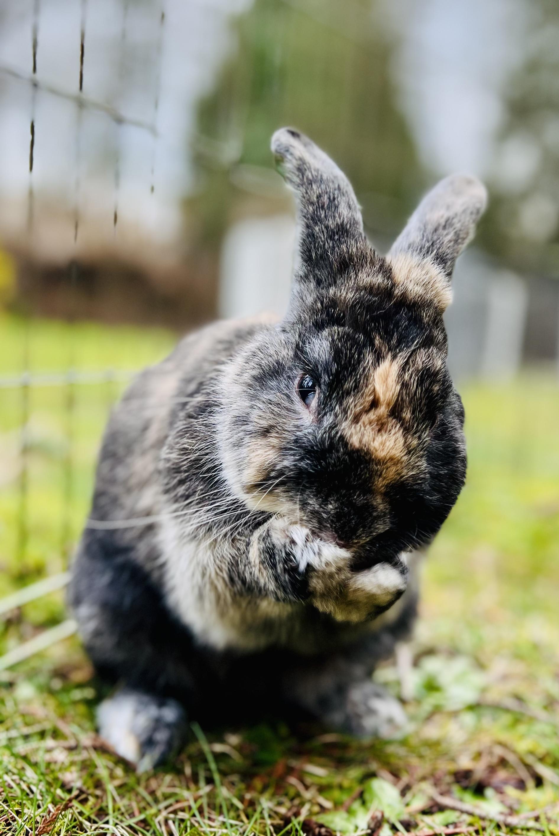Enlarge Remy LeBun, a ADOPTABLE Bunny Rabbit in Ferndale, WA image 3/6