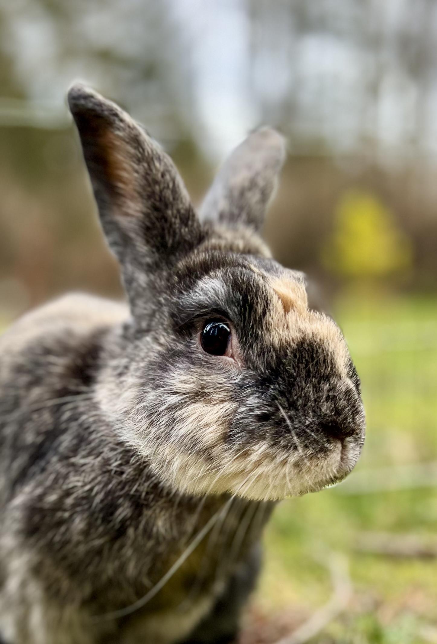 Enlarge Remy LeBun, a ADOPTABLE Bunny Rabbit in Ferndale, WA image 5/6